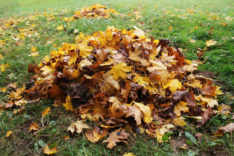 Leaves Covering Lawn