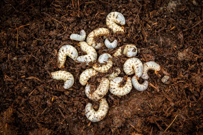 Grub Control in Ventura County, CA