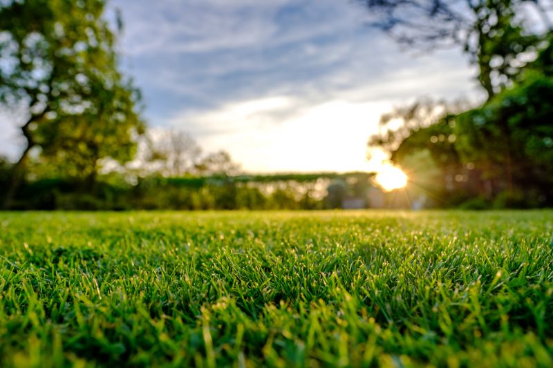 Topdressed Lawn Close-Up