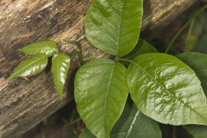 Poison Ivy Removal in Harford County, MD
