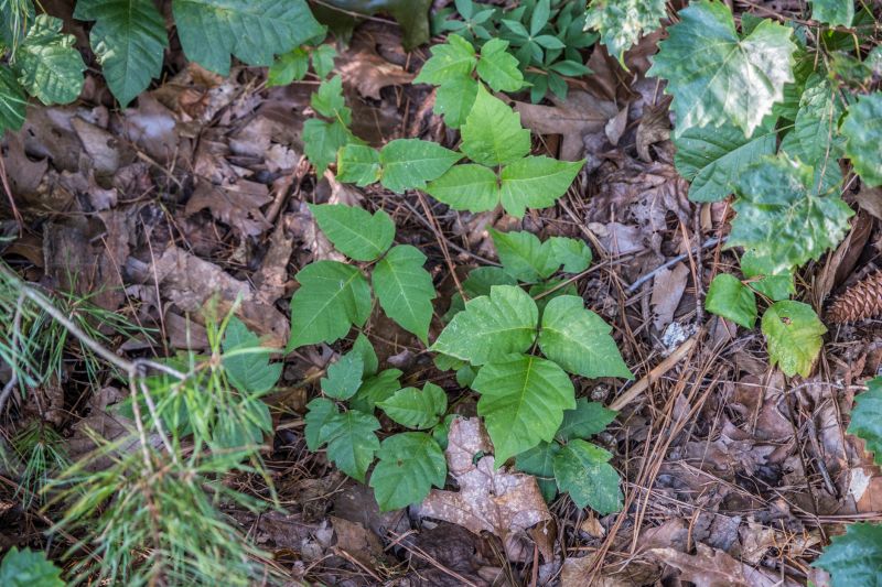 Poison Ivy Removal in West Chester, PA