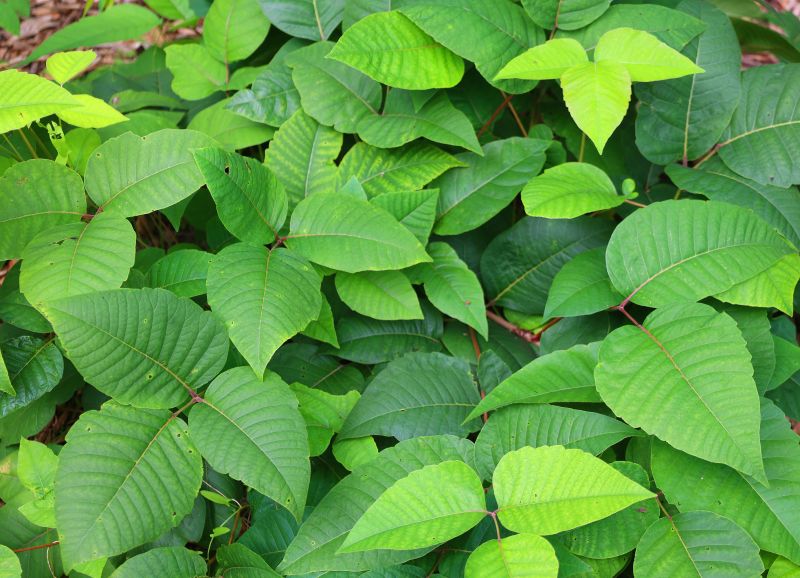 Poison Oak Removal in Ventura County, CA