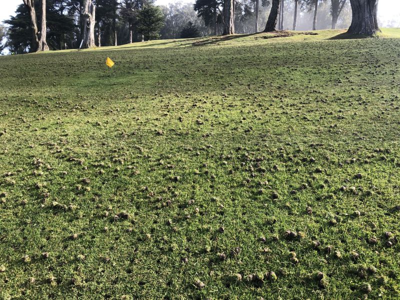 Signs You Need Topdressing